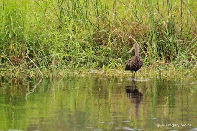 Nature Gem in Sarasota: Guide to Myakka River State Park