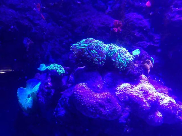 凱恩斯水族館
