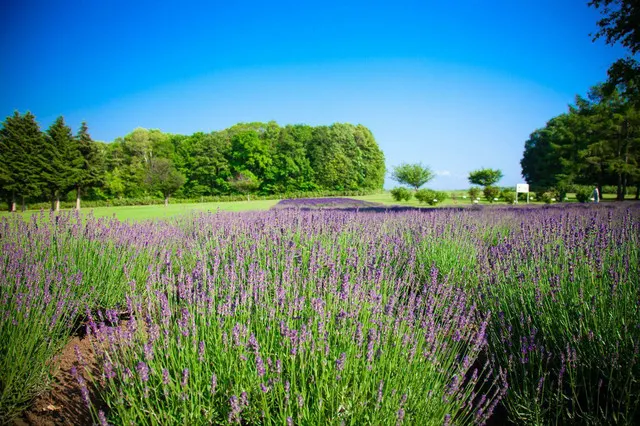 Food, Window-Shopping and Shopping, the Places You Must go in Sapporo