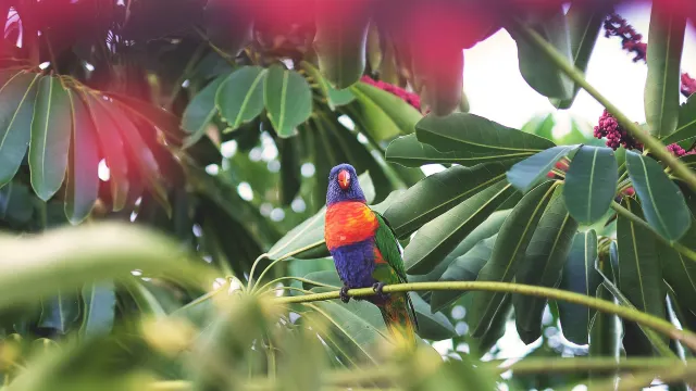 Hand-feeding Flamingo: A Guide to Sarasota Jungle Gardens