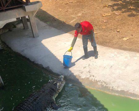 Crocodile Adventureland Langkawi