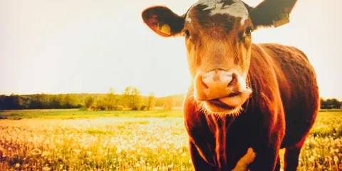 Basilic & Co Romans-sur-Isere