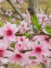 Peach Garden in Miaoba Town