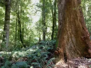 Warburton Rainforest Gallery