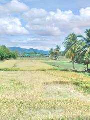 Laman Padi Langkawi