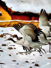 Dashanbao Black Neck Crane Nature Reserve