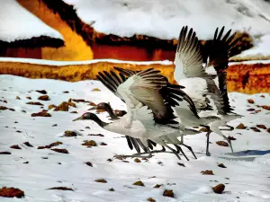 大山包オグロヅル自然保護区