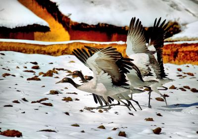 Dashanbao Black Neck Crane Nature Reserve