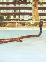 Samui Snake Farm