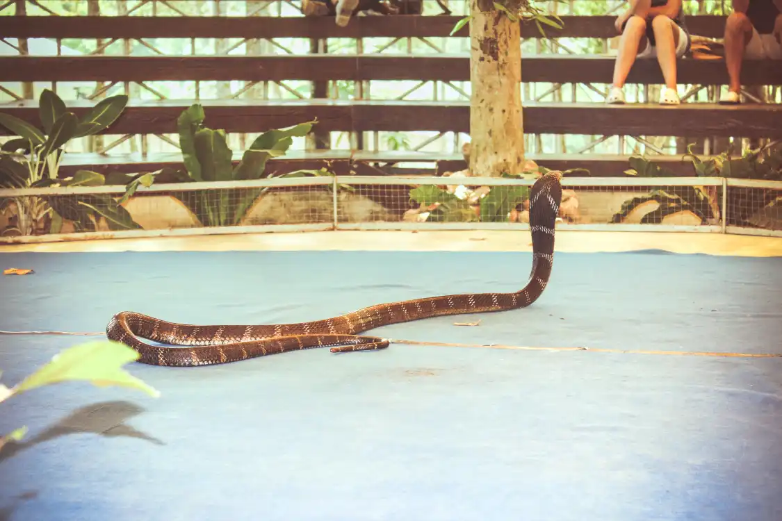 Snake Farm Ko Samui 주변 호텔