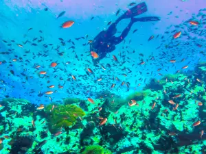 Ko Tao Deep Diving