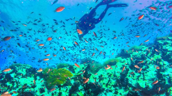 タイ・サムイ島で9時間の認定スキューバダイビング【サムイ島タオ島発日帰りダイビングツアー丨オプション認定・体験ディープダイビング丨セイルロックダイビングオプション】