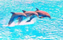 Pattaya Dolphinarium