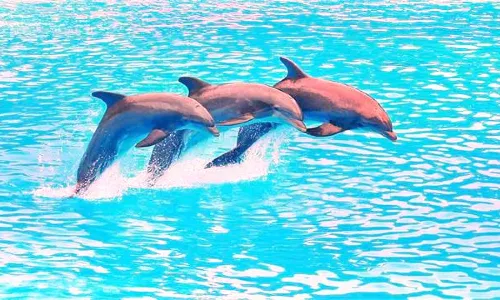 芭達雅海豚館