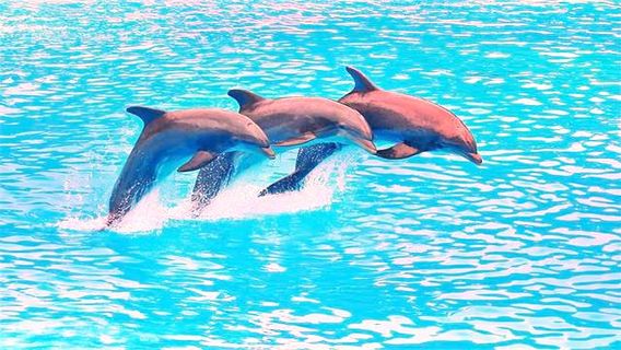 Pattaya Dolphinarium