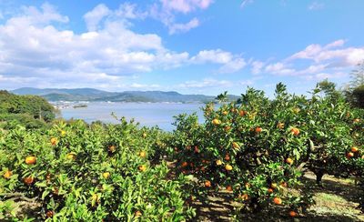Lake Hamana