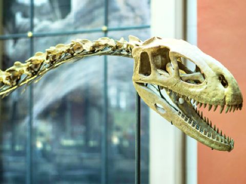 fossil conestoga mall