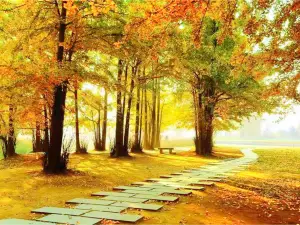 Chinese Ginkgo Flower Garden