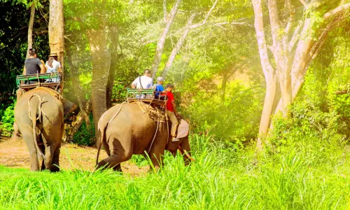 Mae Sa Elephant Camp