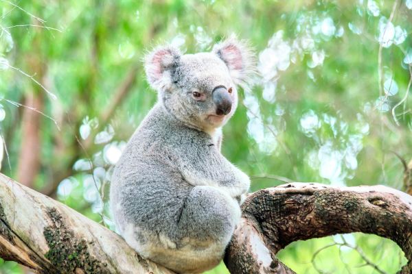 珀斯動物園