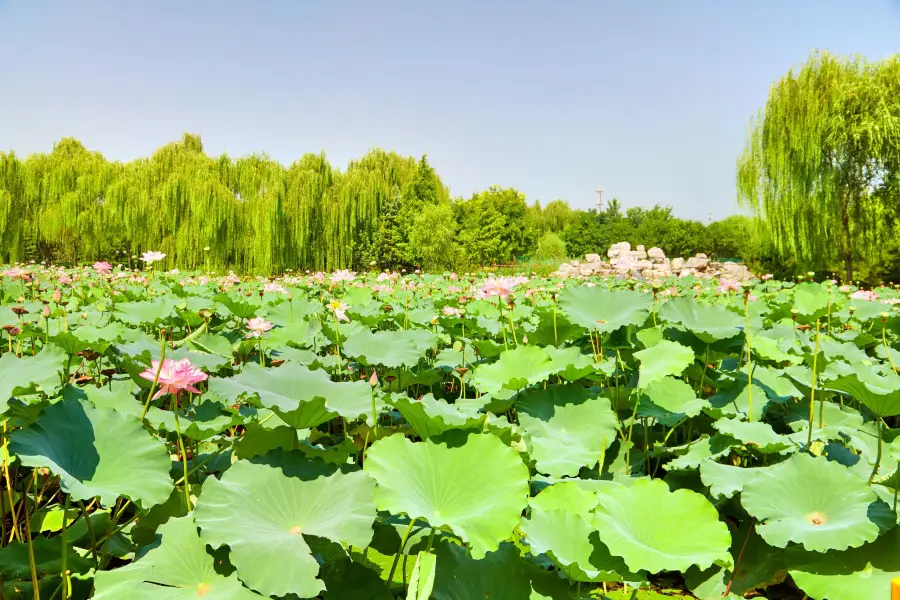 Dongsheng Ba Jia Jiaoye Park