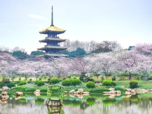 武漢賞櫻花