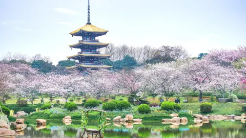 Cherry Blossom Viewing in Wuhan attraction in Wuhan