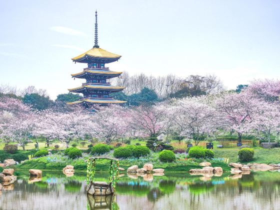 East Lake Cherry Blossom Garden