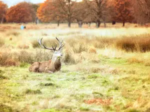 Richmond Park