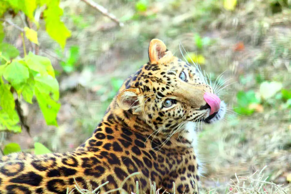2_Saint Louis Zoo