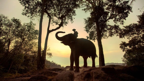 Thom's Pai Elephant Camp (Course : take care and bathing with them)