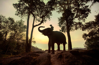 Thom's Pai Elephant Camp (Course : take care and bathing with them)