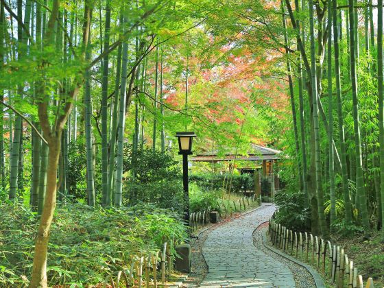 Bamboo Forest Path