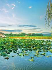 Ten Miles Lotus Pond