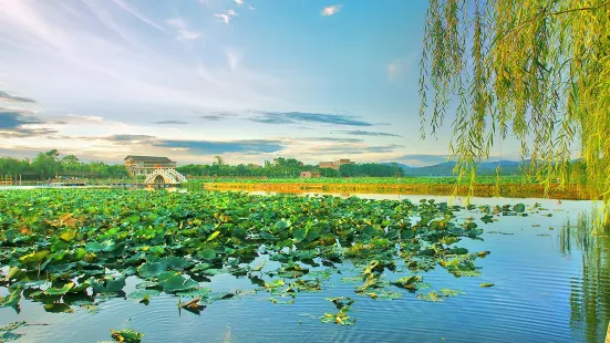 Ten Miles Lotus Pond