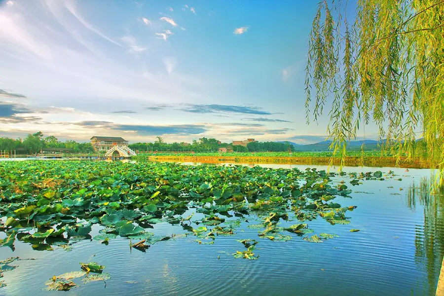 Ten Miles Lotus Pond