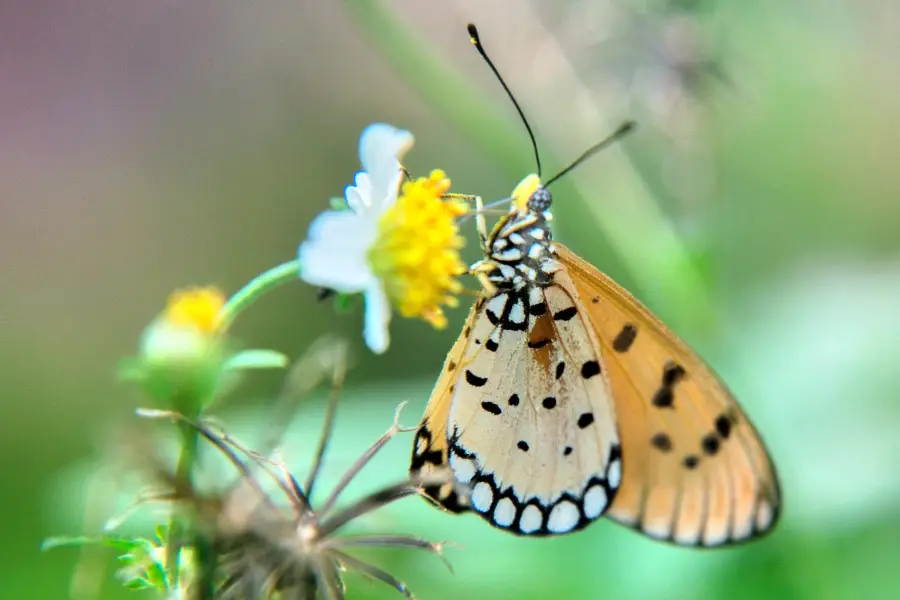 バンコク蝶の庭と昆虫館