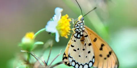曼谷蝴蝶和昆蟲館