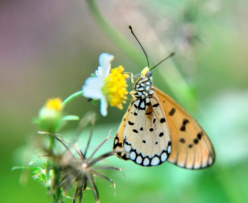 1_曼谷蝴蝶和昆蟲館