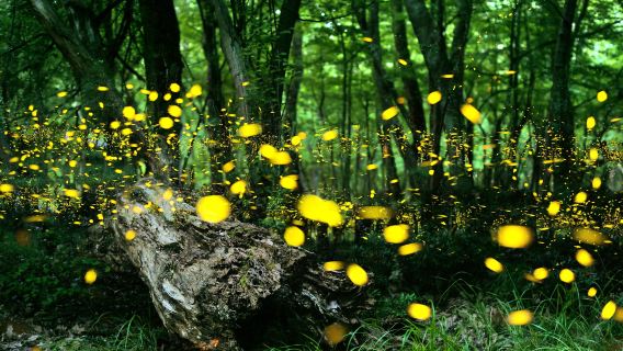 A romantic night-time firefly viewing tour in Bohol, Philippines