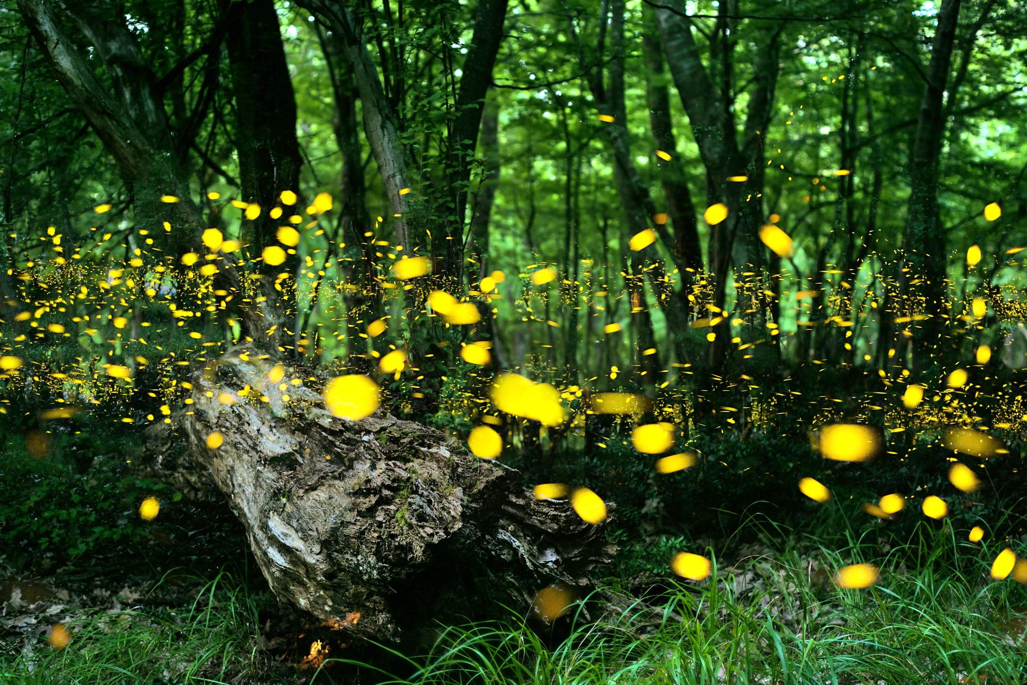 Romantic Firefly Watching Night Tour in Bohol Island, Philippines