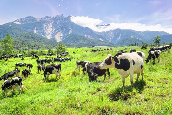 Ladang Tenusu Desa Cattle