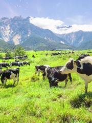 Ladang Tenusu Desa Cattle