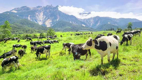 Ladang Tenusu Desa Cattle