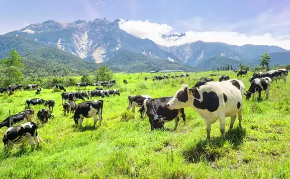 デサ酪農場周辺のホテル