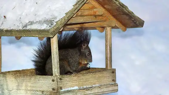 Hotels near Squirrel Trail