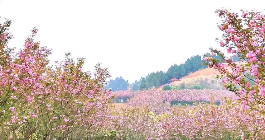 Hotels near Huamantianxia Scenic Area