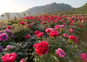 Quantian Peony Flower Valley, Liangzi Lake