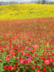 湖南長鹿花海廣場