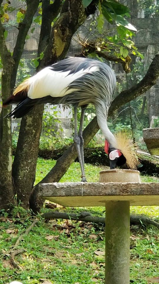 クアラルンプール クアラルンプール バードパーク 評判 案内 トリップドットコム